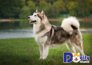 Chó alaska thuần chủng