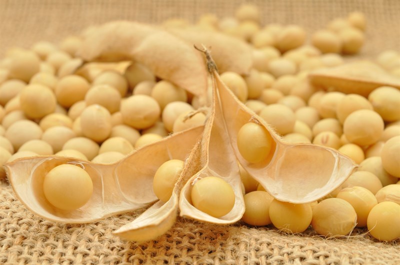 hạt đậu nành