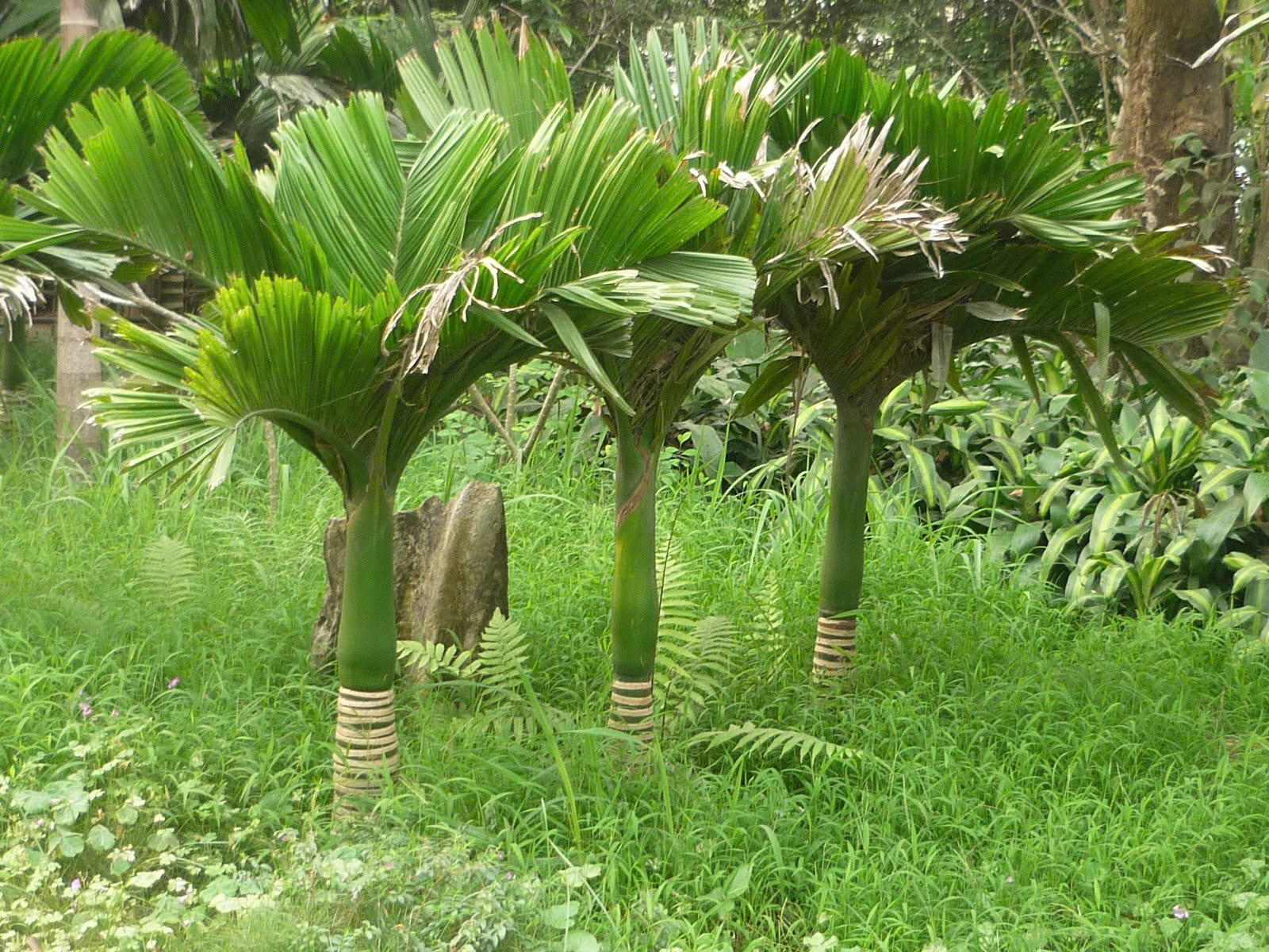 Hình ảnh đại diện