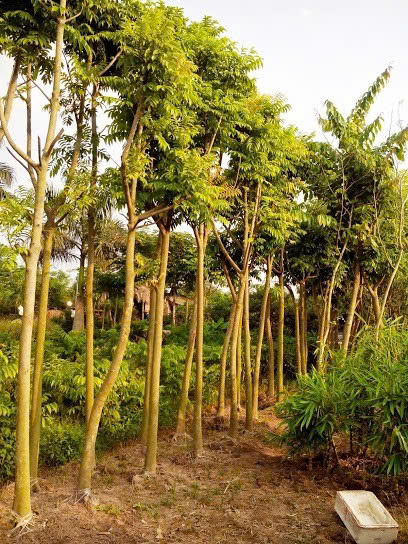 Hình ảnh đại diện