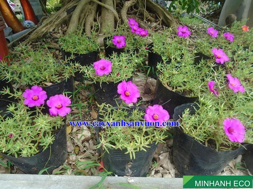 Hình ảnh đại diện