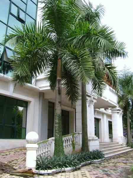 Hình ảnh đại diện