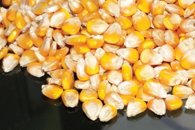 Bắp hạt
