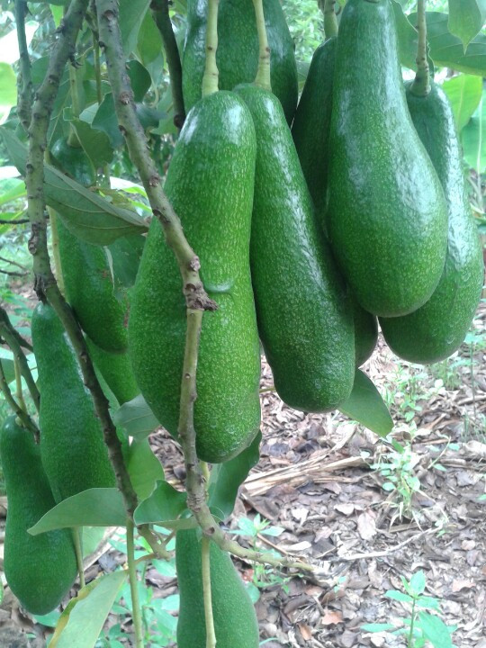 Hình ảnh đại diện