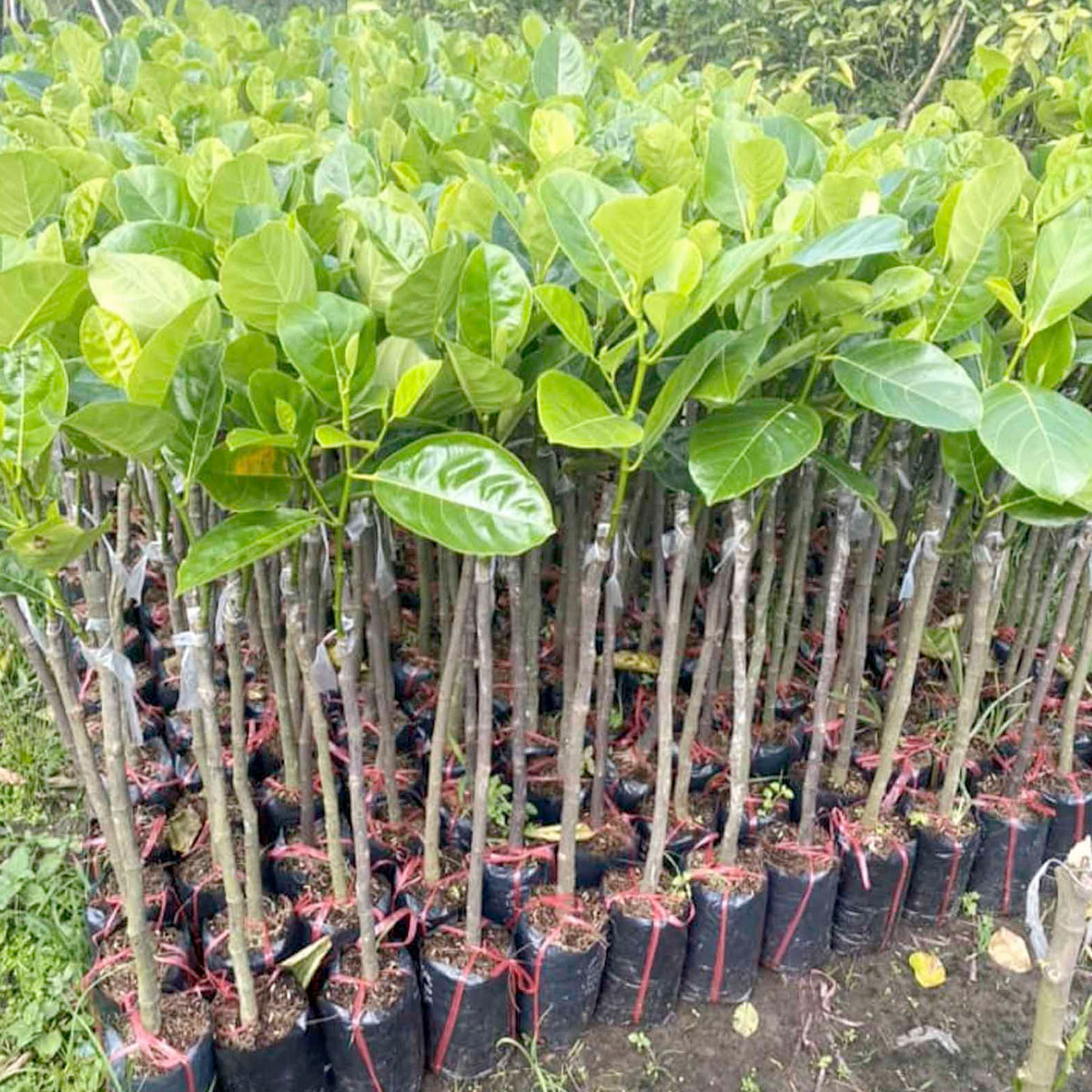 Hình ảnh đại diện