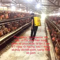 Hình ảnh đại diện