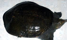 ca-bong-mu-sao-xanh-do-126876.jpg