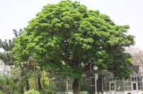 cay-bong-mat-35361.jpg