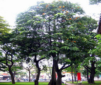 cay-bong-mat-8529.jpg