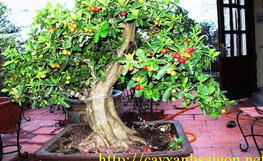 cay-bonsai-113288.jpg