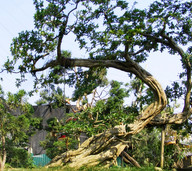 cay-bonsai-8526.jpg