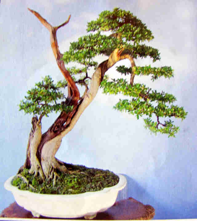 Cây cảnh nghệ thuật bonsai