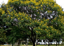 cay-cong-trinh-113283.jpg