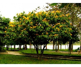 cay-cong-trinh-30096.jpg