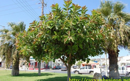 cay-do-thi-113285.jpg
