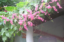 cay-leo-30094.jpg