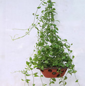 cay-treo-30099.jpg