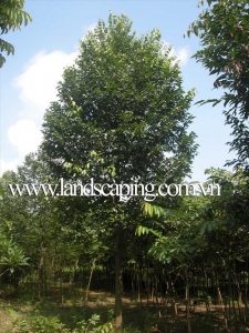 cay-trong-cong-trinh-134488.jpg