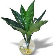 cay-trong-nuoc-88162.jpg