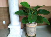 cay-van-phong-88160.jpg