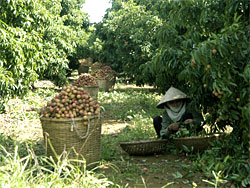 cong_ty_dong_giao_thuc_pham_xuat_khau_88j8695Y.jpg