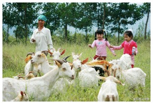 cong_ty_tnhh_atc_viet_nam_trang_trai_dong_que_ba_vi_06ukh73o.jpg