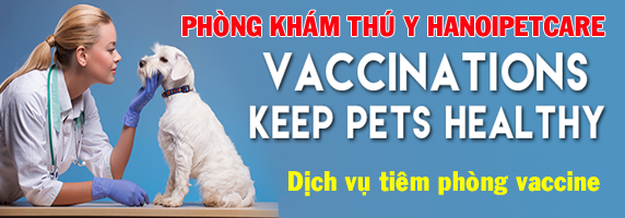 Dịch vụ tiêm phòng vaccine cho thú cưng