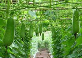 cong_ty_tnhh_cong_nghe_moi_truong_niem_tin_viet_086d3931.jpg