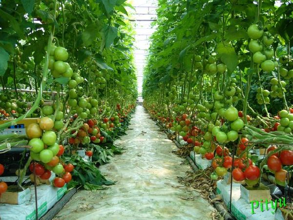 cong_ty_tnhh_cong_nghe_moi_truong_niem_tin_viet_08ic46vJ.jpg