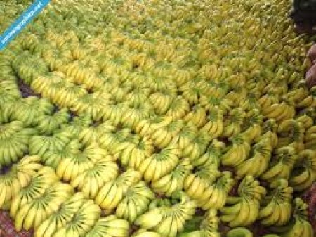 cong_ty_tnhh_fresh_banana_339qAI42.jpg