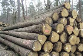 gỗ nguyên liệu