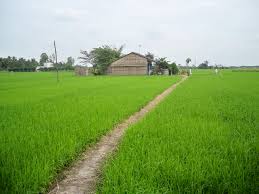 cong_ty_tnhh_nong_nghiep_nhiet_doi_76dzodxE.jpg