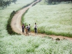 cong_ty_tnhh_thuong_mai_dich_vu_daily_travel_932bp6q1.jpg