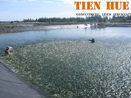 cong_ty_tnhh_thuong_mai_xuat_nhap_khau_tien_hue_055bdbu8.jpg
