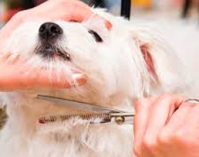 Grooming chó