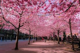 cua_hang_tlc_mo_hinh_dieu_khien_co_so_truong_thinh_25nn2V9R.jpg