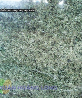 da-hoa-cuong-132340.jpg