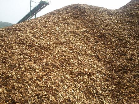dam-go-bach-dan-eucalyptus-woodchips-156368.jpg
