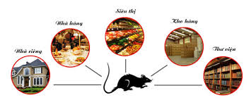 dich-vu-diet-chuot-62639.jpg