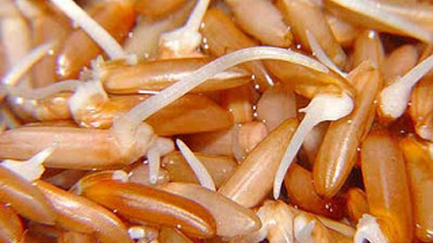 gao-mam-vibigaba-95459.jpg