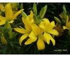 Hoa Lily Vàng Đà Lạt