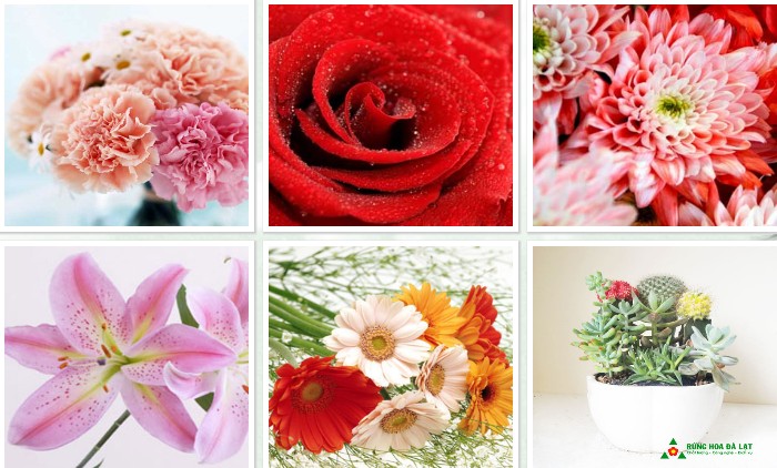 hoa-tuoi-cat-canh-da-lat-159057.jpg