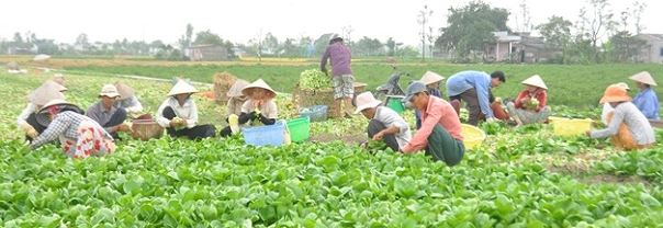 hop_tac_xa_dich_vu_nong_nghiep_tong_hop_anh_dao_64v5v2uG.jpg
