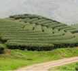 tour-du-lich-moc-chau-119352.jpg