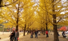 tour-seoul-everland-nami-103087.jpg
